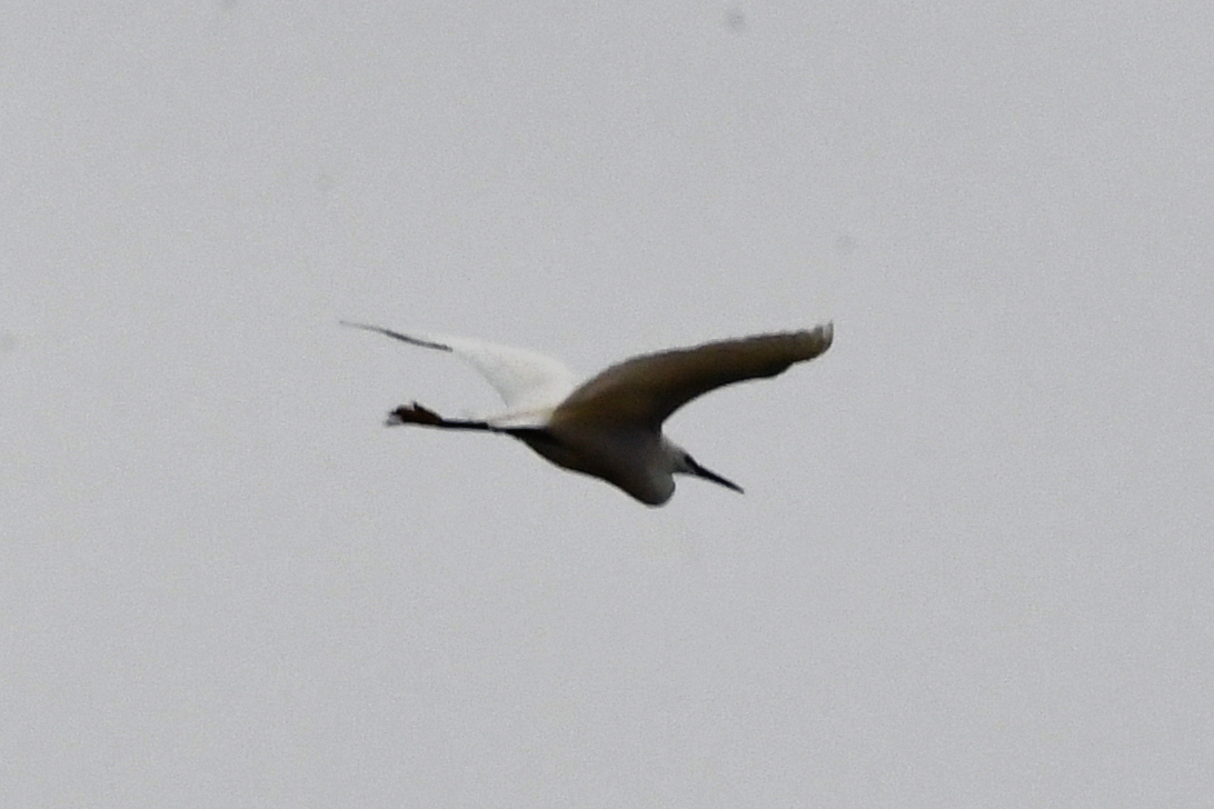 Little Egret